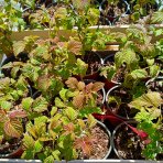 Malina (Rubus idaeus) ‘BON BON BERRY® YUMMY’ - výška 20-30 cm, kont. C1,5L - KOMPAKTNÁ, NÍZKORASTÚCA, BALKONOVÁ